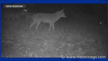 Downers Grove family mourns after dog killed by coyotes