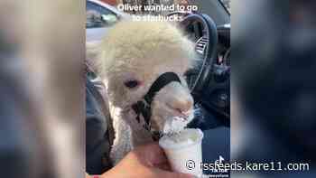 Wisconsin farm goes viral after taking alpaca to Starbucks