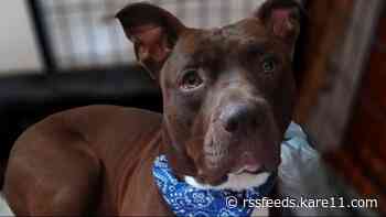 Adoption fees waived for Minneapolis 'Clear the Shelter' this Friday