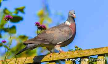 How to get rid of pigeons: Quick trick is 'best way' to get rid of them for good