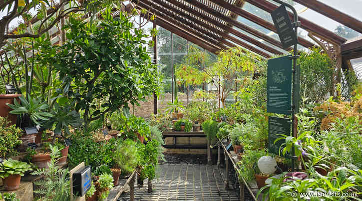 Free entry to the Chelsea Physic Garden to see the restored Glasshouses