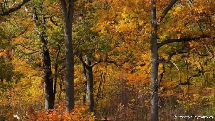 Weather Network forecasts ‘fickle fall’ in Canada with season to start cold, end mild