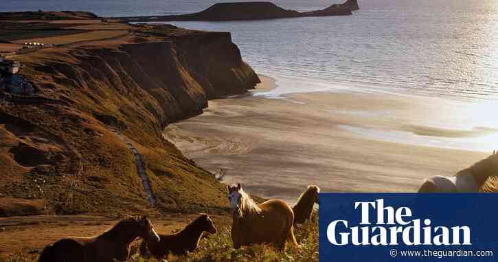 Selfie-takers caused pony to fall to death at Welsh beauty spot, says charity