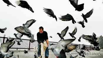 Why Some Animals Thrive in Cities