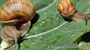 Nationalrat anerkennt Schnecken als Nutztiere