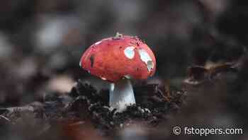 A Look at the Venus Optics Laowa 100mm f/2.8 2X Ultra Macro APO Lens