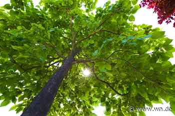 Gefällte Bäume: Klare Regeln für Ersatzpflanzungen