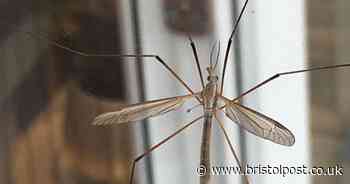 Daddy long legs expert explains why they are common at the moment