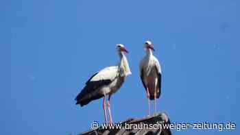 Als Störche nach Wendeburg kamen – und wie es ihnen dort geht