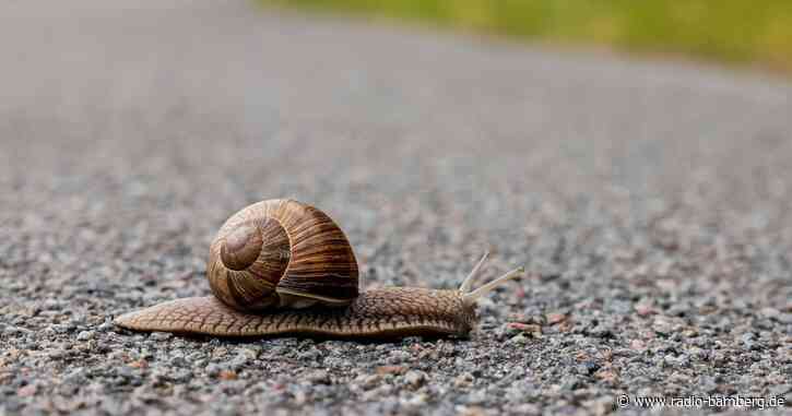 Schweizer Parlament will Schnecken als Nutztiere anerkennen