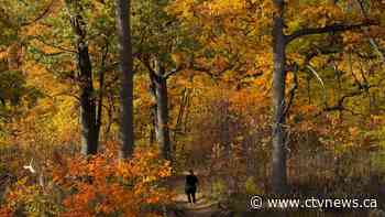 Starting off cold before hitting above-normal warmth? Here's what Canada's fall forecast looks like