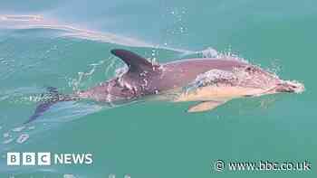 Video shows a pod of dolphins swimming alongside a boat