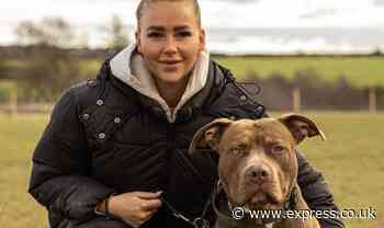 'I paid £3k for my eight-stone XL Bully - he's such a softie I trust him around babies'