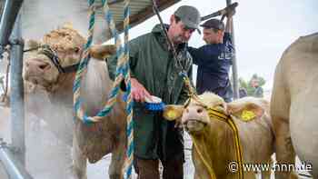 So werden die Uckermärker-Rinder für die Mela 2023 herausgeputzt