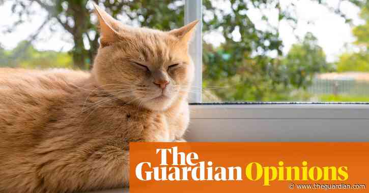 Keeping cats indoors is a rare solution where everybody wins | Calla Wahlquist