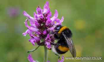 More than 75% of European bumblebees could be wiped out in just 40 years thanks to climate change, study finds
