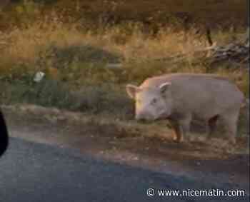 Un deuxième sanglier blanc filmé par deux automobilistes dans le Var