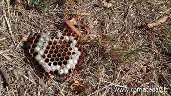 Pietralata, al parco Aqua Virgo i calabroni nidificano dentro ai tigli che si sgretolano