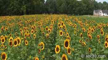 The Legacy of the Festival of Sunflowers at Dalton Farms