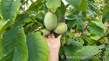 Tropisch schmeckende Früchte im eigenen Garten: Fachberatung informiert über Indianerbanane