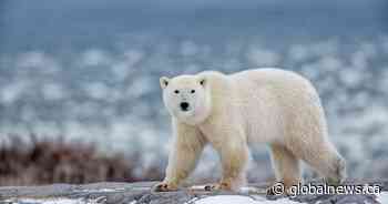 Ontario taxidermist fined $60K for polar bear pelt fraud