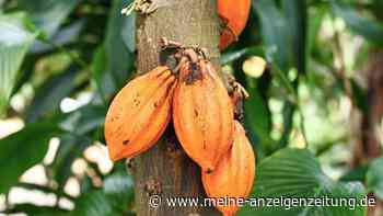 17 Lebensmittel, die Flavonoide enthalten und so das Demenz-Risiko senken