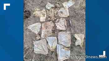 CPW humanely euthanizes Telluride bear