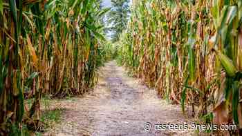 Fritzler Farm Park unveils 2023 corn maze design