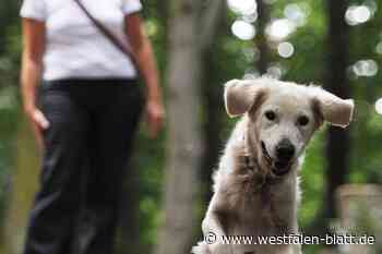 Kirchlengern: Streit um nicht angeleinte Hunde landet vor Gericht