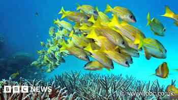Robots are trained to help revive coral reefs