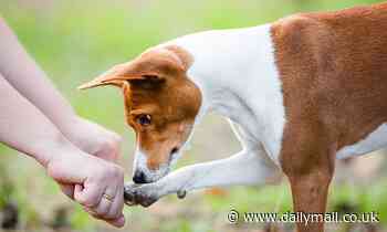 Your dog remembers where you've hidden food, study finds