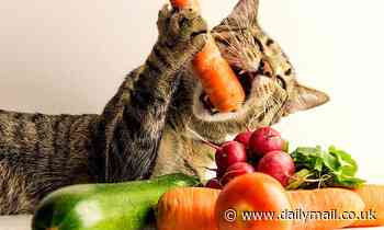 Now even CATS are being told to go vegan! Felines who follow meat-free diets have fewer health disorders and are less likely to need medication, study claims