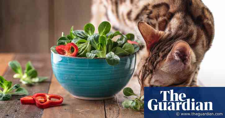 Cats may get health benefits from vegan diet, study suggests