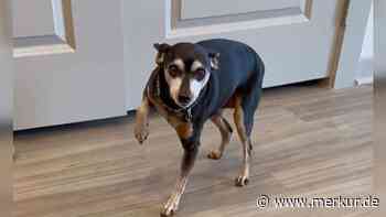 Hund legt Herrchen für Leckerlis herein – seine Verletzung am Bein ist gar nicht echt