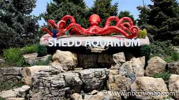 How to visit the Shedd Aquarium, other Chicago museums for free this fall