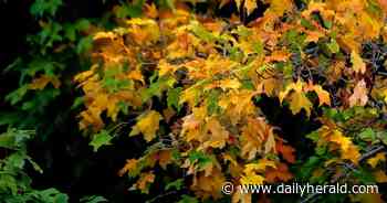 Fall leaf colors depend on weather, experts say