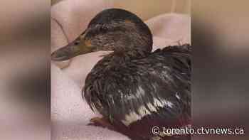 84 birds rescued from oil spill in Mimico Creek released back into wild