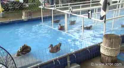 Ducks draw crowds at the fair's Great American Duck Races
