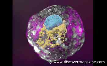 A Lab Has Created a Synthetic Human Embryo Without a Fertilized Egg