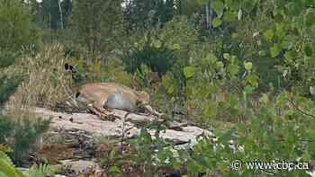 Kenora residents dismayed after police use axe in attempt to put injured deer out of its misery