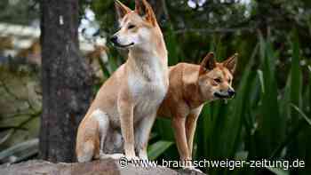Australier füttert Dingos: 2500 Dollar Strafe