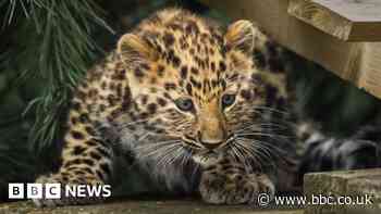 Leopard cub takes first outdoor steps at Yorkshire Wildlife Park