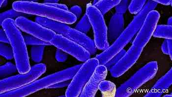 How E. coli infections wreak havoc on the body, causing dangerous disease — particularly in kids