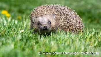 Wo sind Igel und Maulwürfe? Bürger sollen Forschern helfen