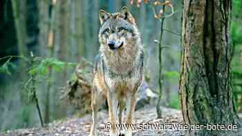 Untersuchungen gerissener Tiere: Warum mancher Wolfs-Nachweis zum Abschuss führt