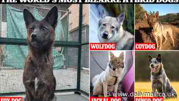 The most bizarre hybrid dogs revealed as the world's first 'dogxim' is spotted in Brazil - including wolfdogs and coydogs