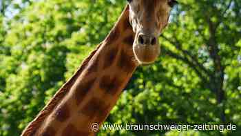 Diko will nicht in Transportbox und bleibt in Dresden