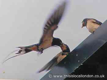 Nature Notes: The birds are migrating early this year