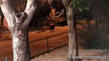 Gregorio VII,  tornano i cinghiali (e la paura dei residenti)