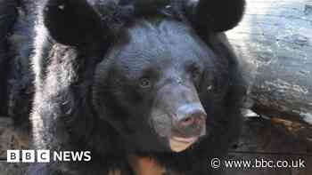 West Lothian zoo could re-home bear that survived Ukraine attack